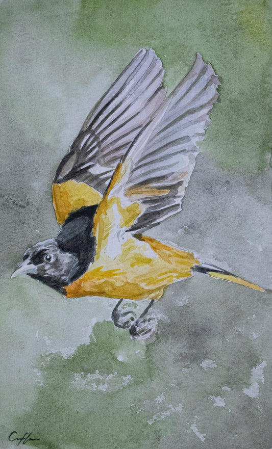 Oriole (Watercolor Print)